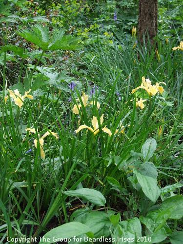 Knightshayes (43)